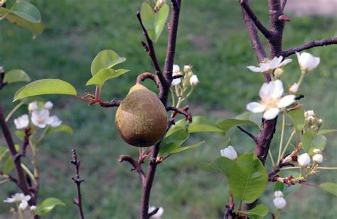Infografika správneho uskladnenia zimných hrušiek v chladných priestoroch