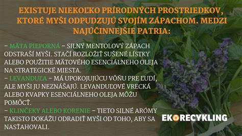 Zrnká bôbu a jeho listy v záhradnom prostredí