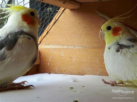 Detailní zobrazení hlavy korely chocholaté s výrazným chocholcem a líčky.