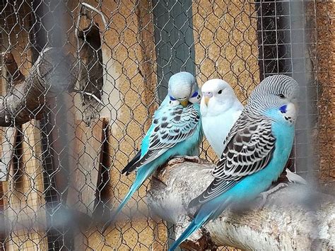 Dve korely sediace na bidle pred hniezdnou búdkou, naznačujúce hniezdnu sezónu.