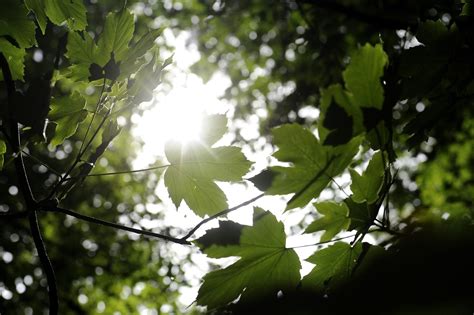 Ilustračné foto padnutého stromu v parku