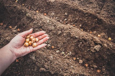 Detail cesnaku s viditeľnými strúčikmi pripravenými na výsadbu