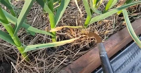 Fotografia pôdy ošetrenej hnojivom, s mladými výhonkami cesnaku