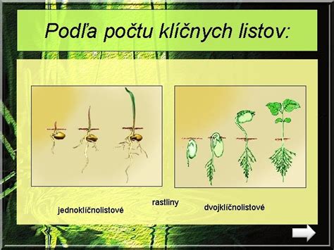 Schéma fáz klíčenia semena (s nasávaním vody, rastom koreňa a stonky, vývojom klíčnych listov)