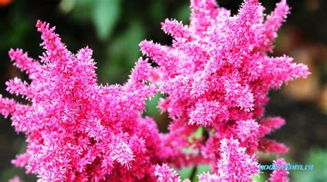 Krásne rozkvitnuté astilby v tienistom prostredí