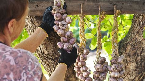 ilustrácia lariev hubomilky cesnakovej v rastline cesnaku