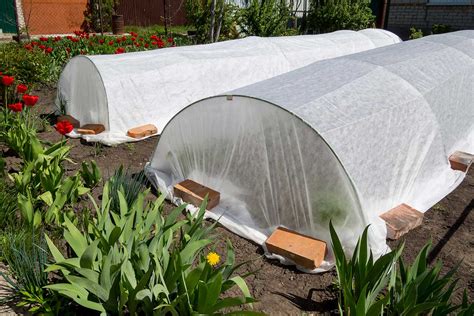 ilustrácia záhonu cesnaku zakrytého bielou netkanou textíliou