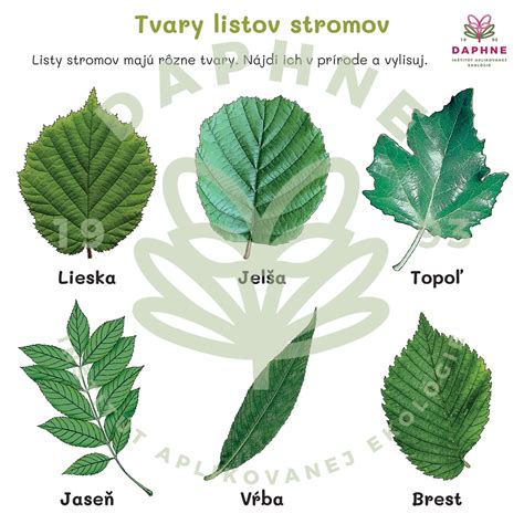 ilustračné foto: detailné prehliadanie listov stromu