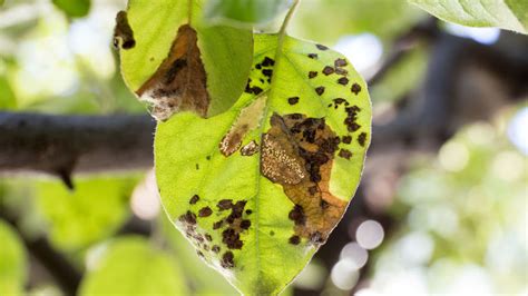 Ilustrácia bežných škodcov na listoch fikusov.