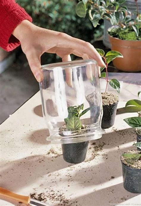 Vizualizácia procesu rozmnožovania fikusov pomocou odrezkov.