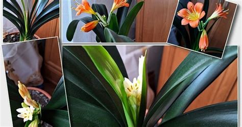 Tematické foto kvitnúcej klívie v interiéri