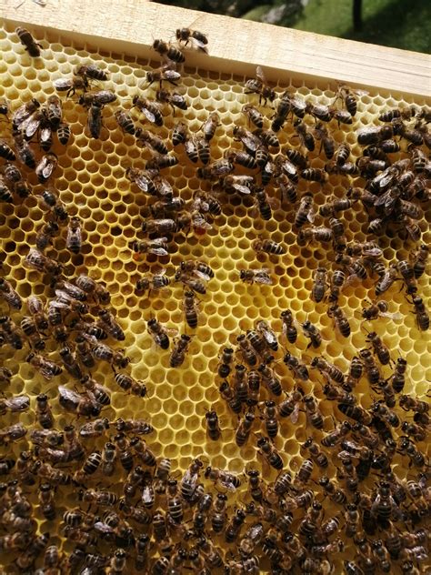 Schéma rozdelenia silného včelstva na odložence s vyznačeným umiestnením plástov s plodom a zásobami.