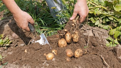 Infografika znázorňujúca vegetačné obdobie zemiakov od sadby po zber