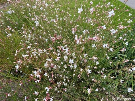 Fotografia rozsiahleho areálu záhradného centra GAURA s ukážkou sortimentu okrasných drevín a kvetov