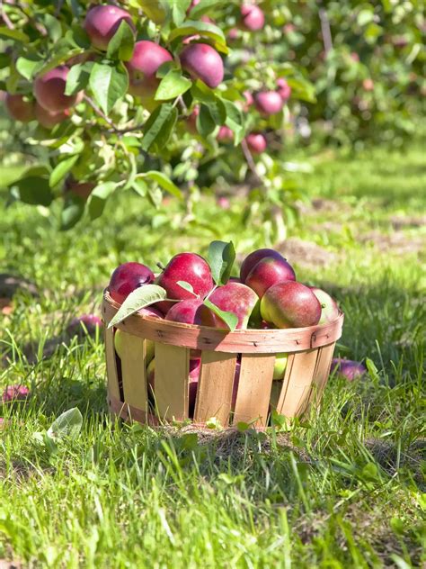 Ilustrácia prebierky plodov na jabloni