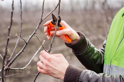 Štruktúra stromčeka jabloní po výsadbe