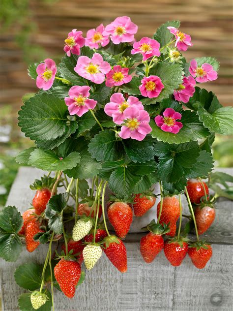 Detail dcérskej rastlinky zelenca s korienkami