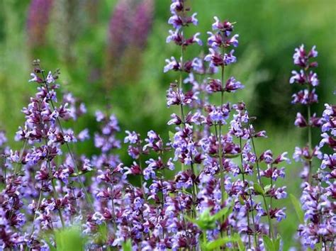 Ilustračná fotografia rôznych druhov šalvie v záhrade