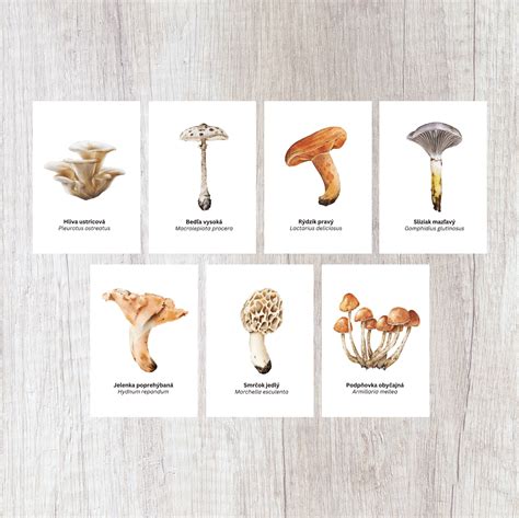 Infografika zobrazujúca rôzne typy pôdných húb a ich vplyv na rastliny.