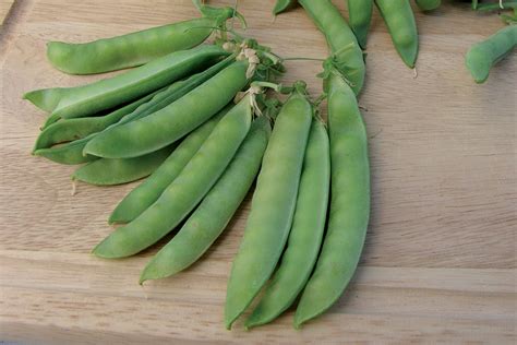 Zrelé struky hrachu