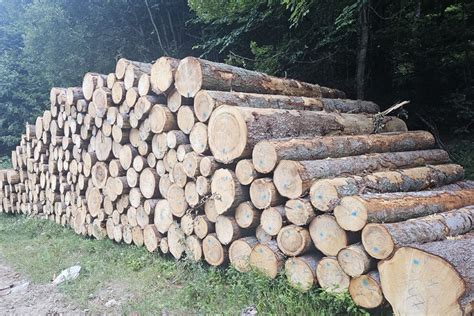 Ilustračné foto rôznych druhov konárov a prútia pripravených na spracovanie