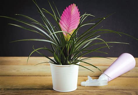 Ilustrácia rôznych metód na zvýšenie vzdušnej vlhkosti v interiéri pre rastliny (zvlhčovač, misky s vodou, rosenie)