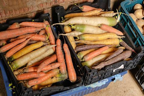 Obrázok rôznych druhov koreňovej zeleniny pripravenej na uskladnenie
