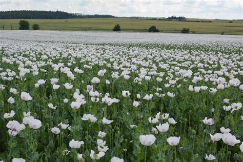 Pole modrého maku v slovenskej krajine