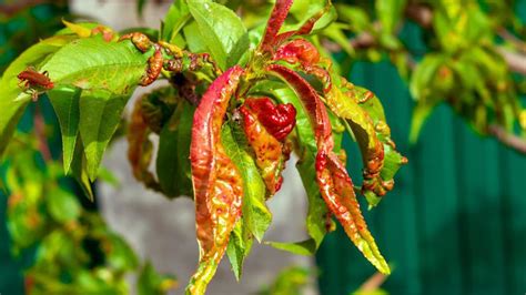 Ilustrácia kučeravých listov broskyne s typickými deformáciami