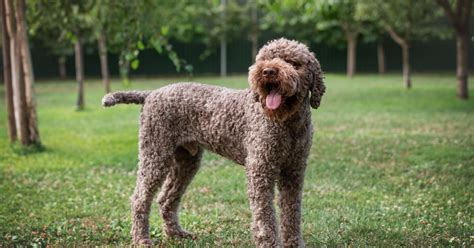 vycvičený pes, plemeno Lagotto Romagnolo, hľadá hľuzovky pod zemou