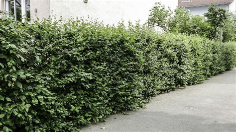 Ilustrácia rôznych druhov cypruštekov vhodných na živé ploty