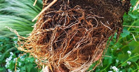 Detail koreňového balu fikusu pri presádzaní