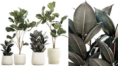 Koláž rôznych druhov Fikusov (elastica, lyrata, pumila)