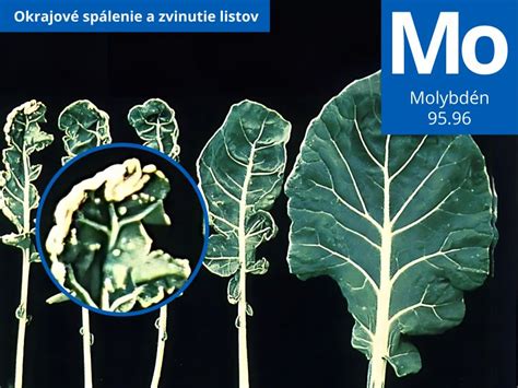 infografika o nedostatku molybdénu a bóru v karfiole