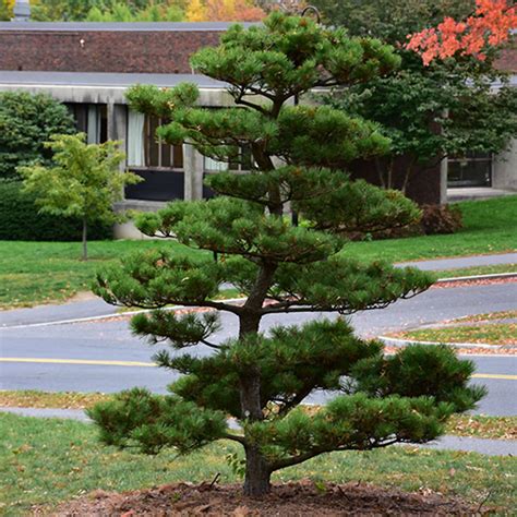ilustrácia borovice japonskej čiernej (Pinus thunbergii) v záhrade