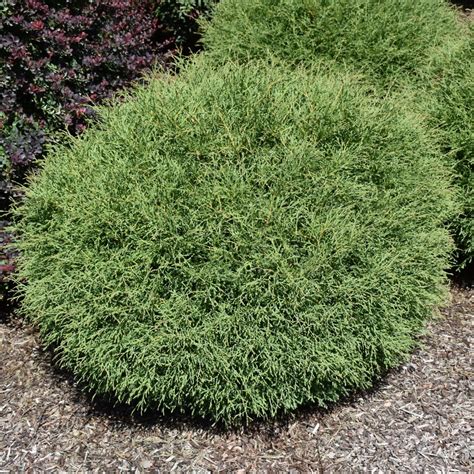 Detailný záber na guľovitú korunu a štruktúru jemných ihlíc tuje 'Mr. Bowling Ball'