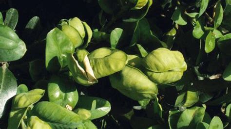 štruktúra listov krušpánu