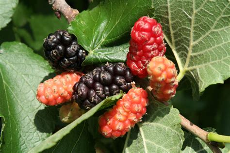 Detailné zobrazenie zrelých plodov moruše čiernej