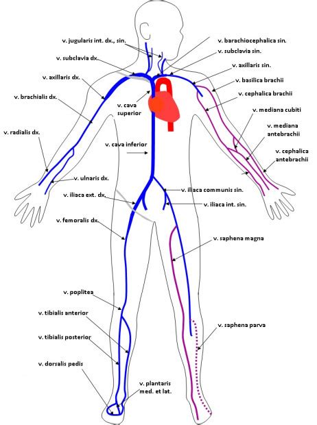 Schéma kardiovaskulárneho systému s vyznačením priaznivého vplyvu antioxidantov na cievy