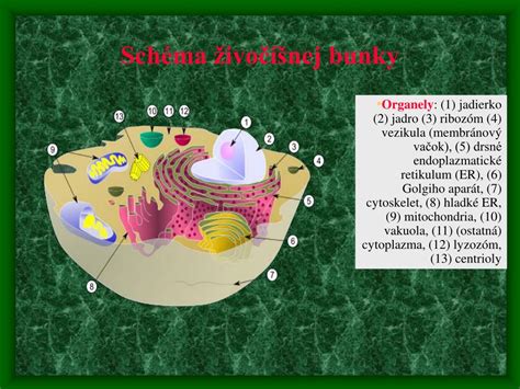 Schematické znázornenie cytokinézy u živočíšnej a rastlinnej bunky