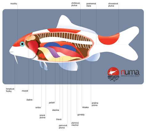 Ilustrácia koi kaprov v hlbšej časti jazierka počas zimy