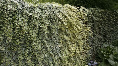 Ilustrácia rôznych druhov rastlín vhodných na rýchlo rastúce živé ploty, s označením ich typického ročného prírastku.