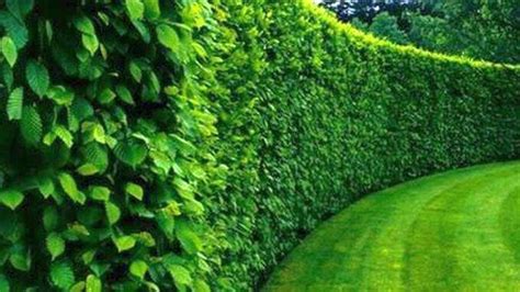 Fotografia impozantného, hustého živého plota z Ulmus Pumila Celer v plnej sezóne.