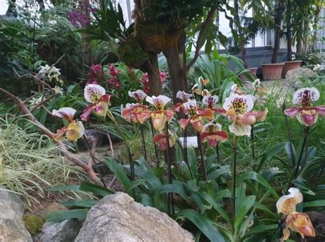 Schéma znázorňujúca časti orchidey a jej ideálne umiestnenie v byte