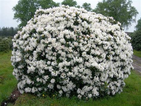 Záber na kvitnúci rododendron s bielymi kvetmi v polotieni