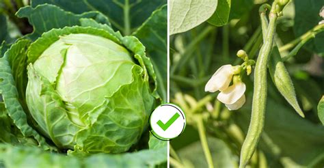 Infografika: Sprievodná výsadba kapucínky so zeleninou (fazuľa, uhorky, paradajky)