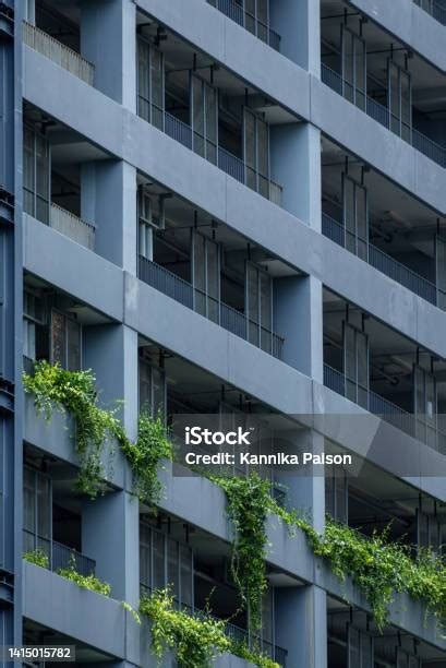 Ilustrácia brečtanu obrastajúceho fasádu budovy