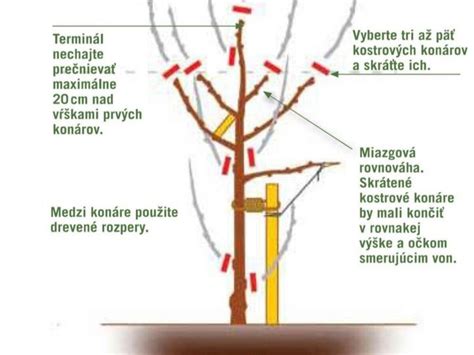 Schéma znázorňujúca optimálne obdobie pre presádzanie ovocných stromov s vyznačením zimného vegetačného pokoja