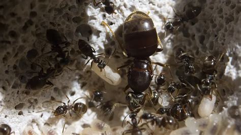 Karta druhu: Lasius niger s popismi kást