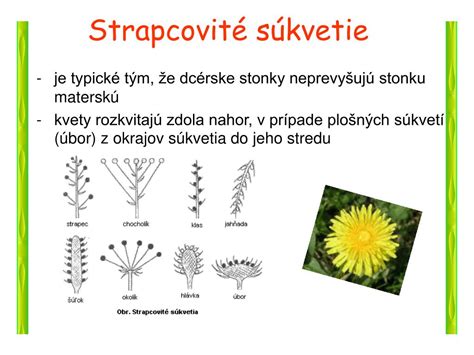 Detailný záber na strapcovité súkvetie modrice v záhradnom záhone
